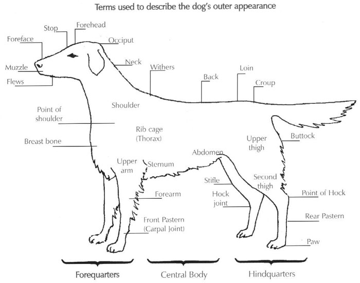 Aussehen und Form des typgerechten FCR&acute;s