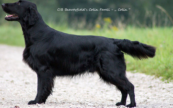 German Junior Champion Beautyfield's Colin&nbsp;Farell