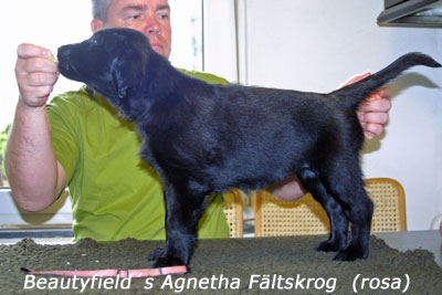 Beautyfield´s Agnetha Fältskrog