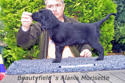Beautyfield´s Alanis Morisette