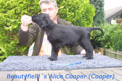 Beautyfield´s Alice Cooper