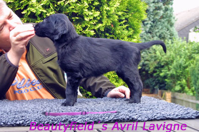 Beautyfield´s Avril Lavigne