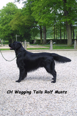 MultiCH Wagging Tails Rolf Muntz