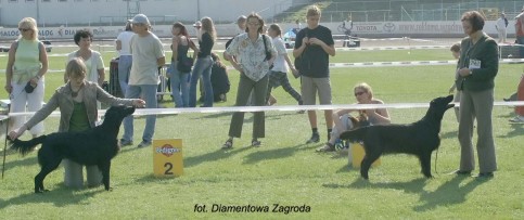 Int&nbsp;CH&nbsp;Calebri&acute;s Coco&nbsp;Beautyfield Mousse