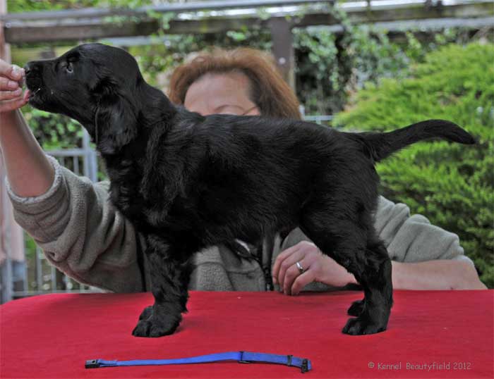 Beautyfield&acute;s D - R&uuml;de/ s - Blau (*19.10.11 - 22.31 Uhr)