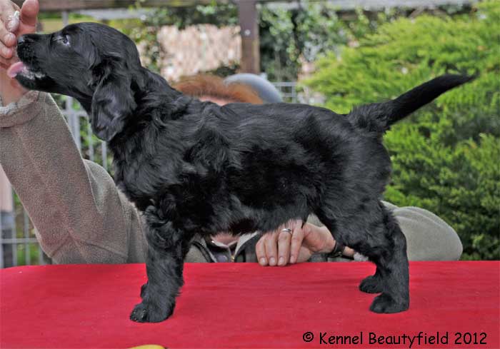 Beautyfield&acute;s&nbsp;D -&nbsp;R&uuml;de/ s Gold (*29.10.11 -- 22.44 Uhr)