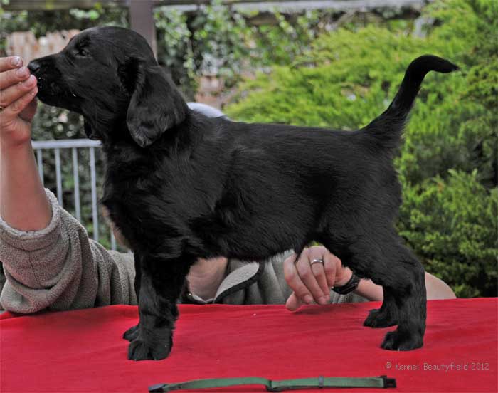 Beautyfield&acute;s D -&nbsp;R&uuml;de/ s Gr&uuml;n (*29.10.11 - 23.01 Uhr)