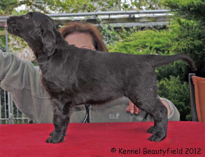 Beautyfield&acute;s D - H/ braun Orange(*20.03.12 - 0.53 Uhr)