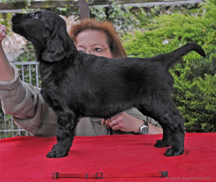 Beautyfield&acute;s D - H/ schwarz (*19.03.12. - 23.36 Uhr)