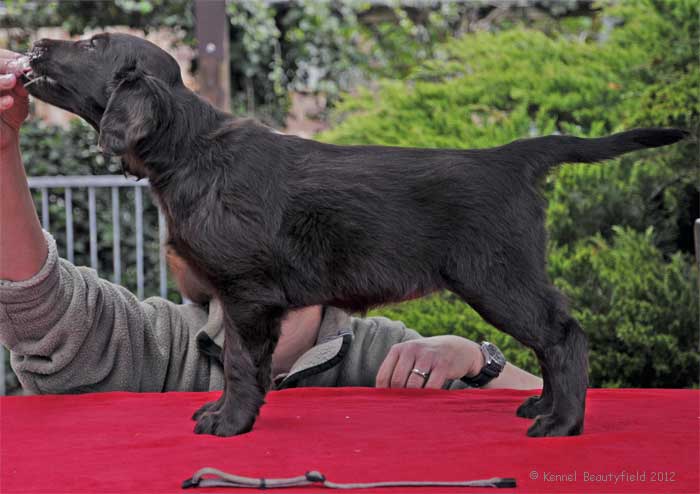 Beautyfield&acute;s D - H/ braun wei&szlig; (*19.03.12 - 21.58 Uhr)