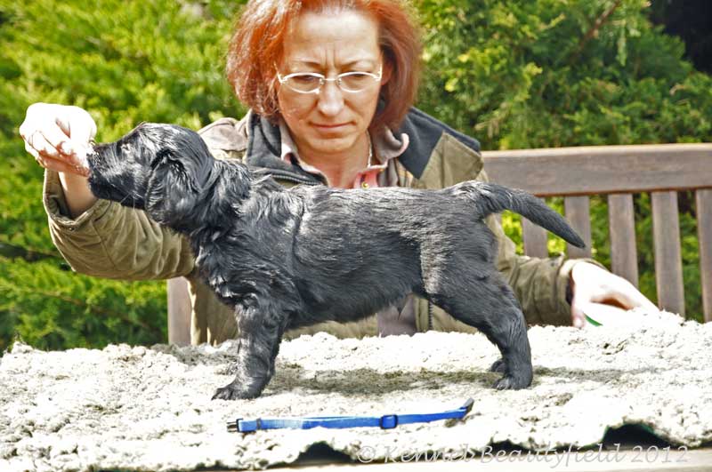 Beautyfield&acute;s D - R&uuml;de/ s - Blau (*19.10.11 - 22.31 Uhr)