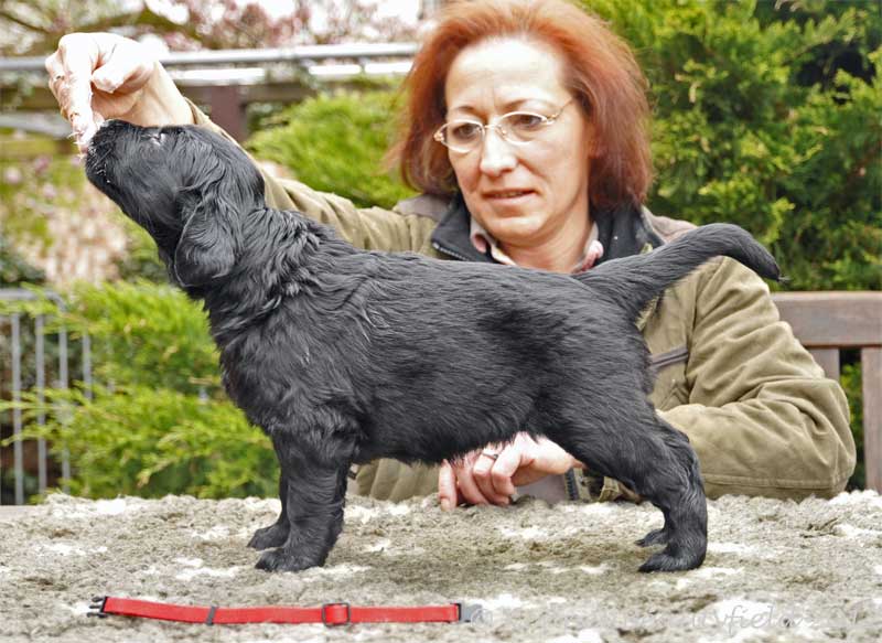 Beautyfield&acute;s D - H/ schwarz (*19.03.12. - 23.36 Uhr)