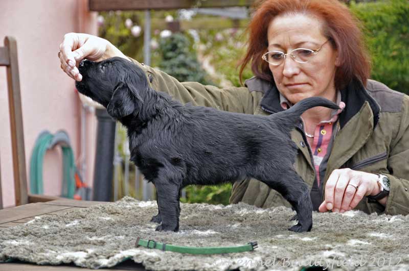 Beautyfield&acute;s D -&nbsp;R&uuml;de/ s Gr&uuml;n (*29.10.11 - 23.01 Uhr)