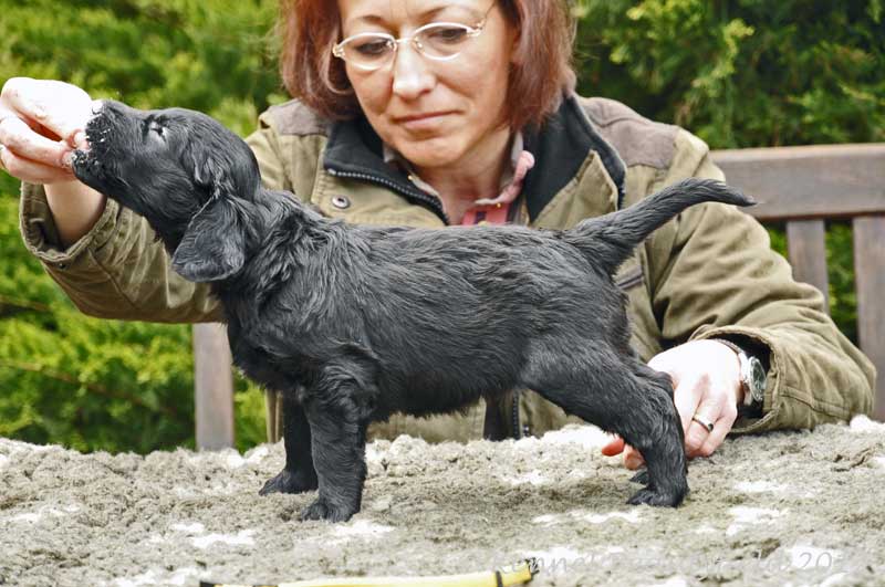 Beautyfield&acute;s&nbsp;D -&nbsp;R&uuml;de/ s Gold (*29.10.11 -- 22.44 Uhr)