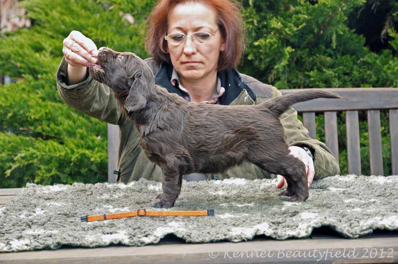 Beautyfield&acute;s D - H/ braun Orange(*20.03.12 - 0.53 Uhr)