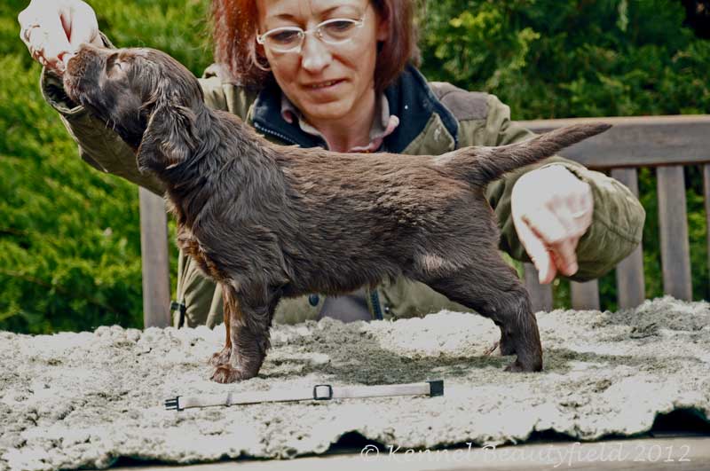 Beautyfield&acute;s D - H/ braun wei&szlig; (*19.03.12 - 21.58 Uhr)