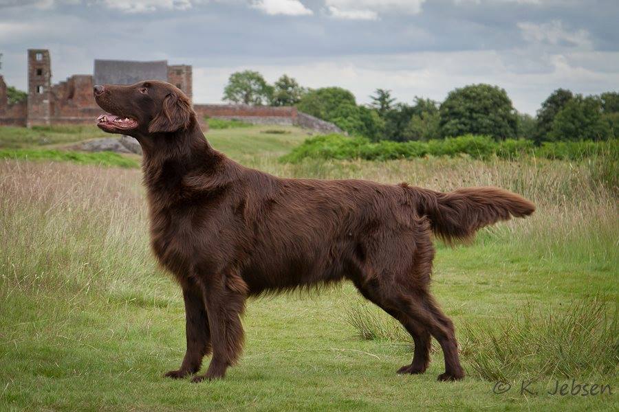 CIE&nbsp;Whispering Wind Flying Flap Jack