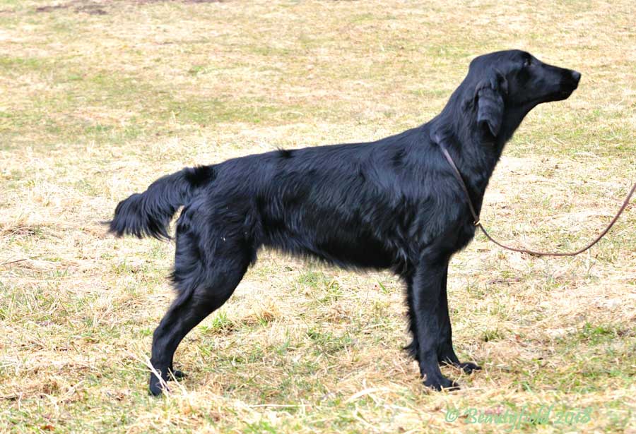 Telurn Coming Home - Pippa