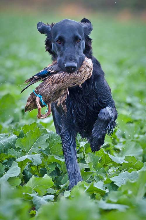 ScoobyDoo w&auml;hrend des Einweisens. BLP&nbsp;2013 - Suchensieg