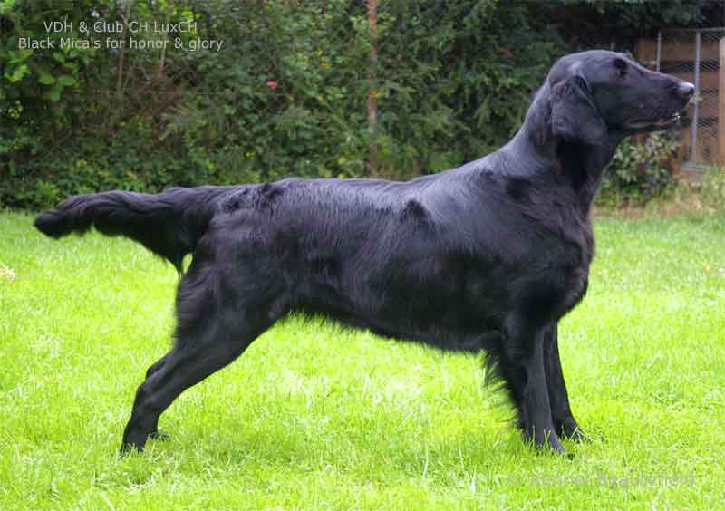 VDH&nbsp;&&nbsp;Club&nbsp;CH&nbsp;LuxCH&nbsp;Black Micas for Honor &&nbsp;Glory