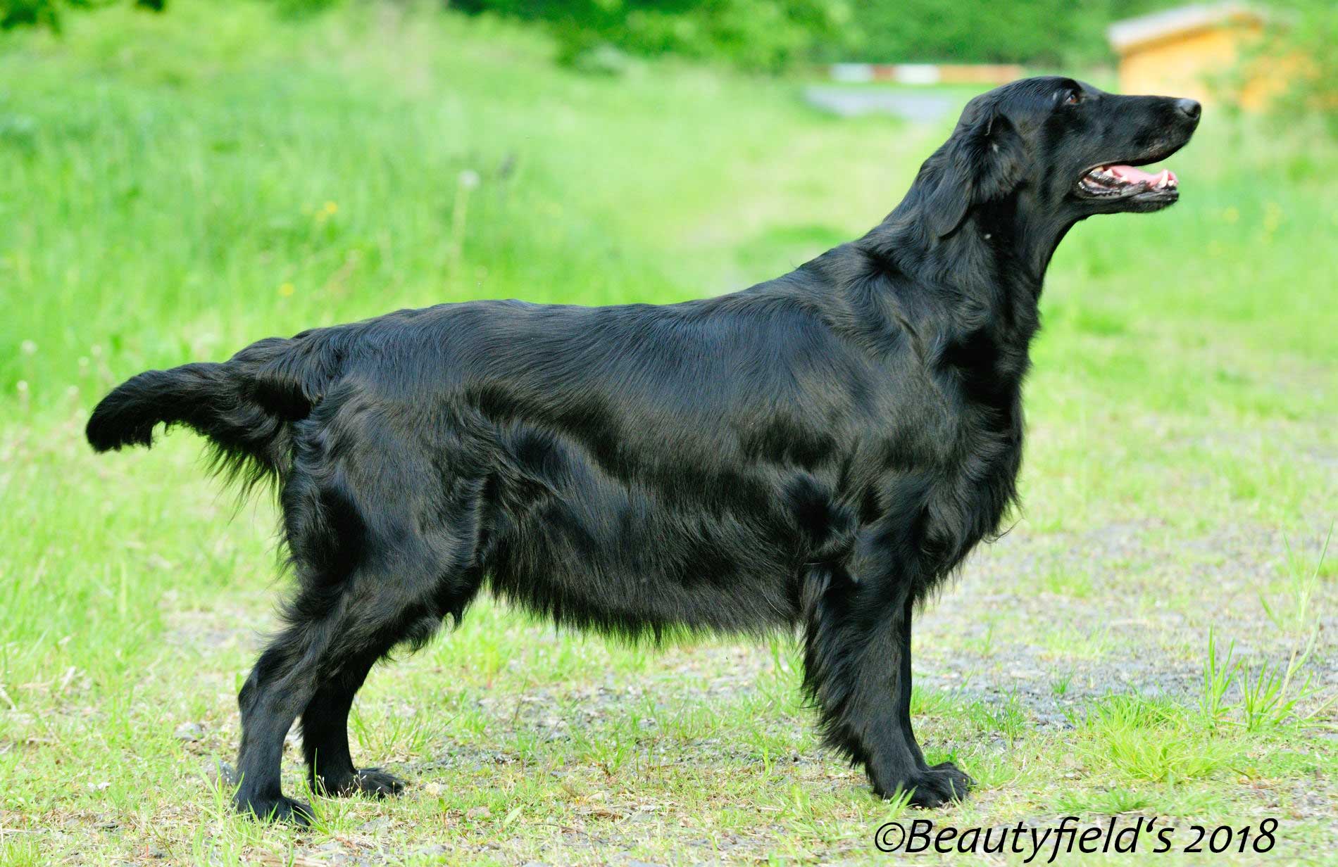 CIE CIB CH Beautyfield's Amy Winehouse