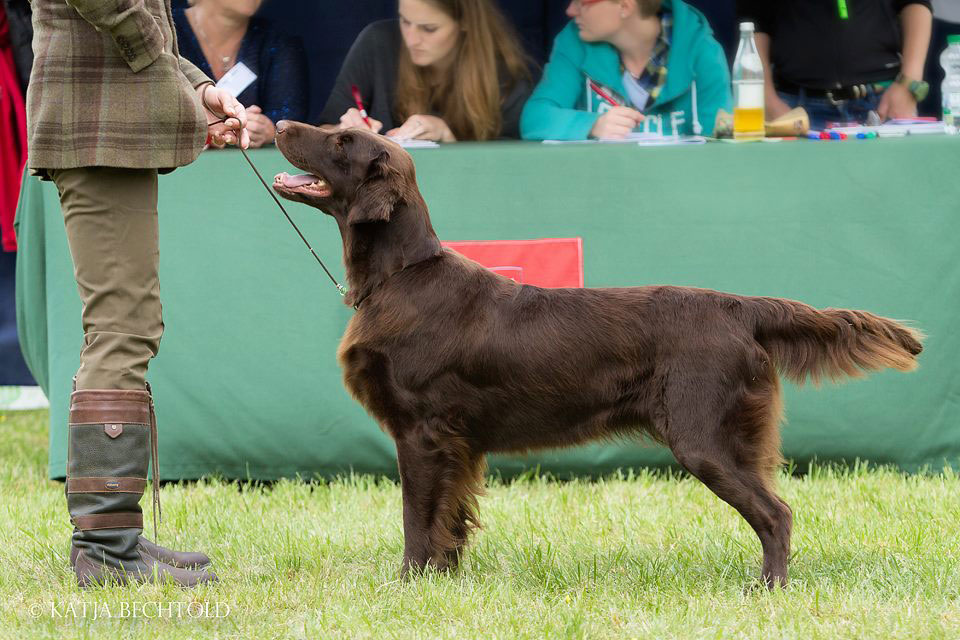 CH&nbsp;Beautyfield's Balmain