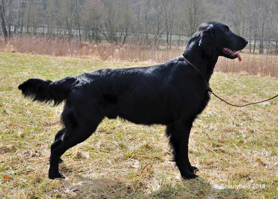 Beautyfield's High Noon - "Tex"